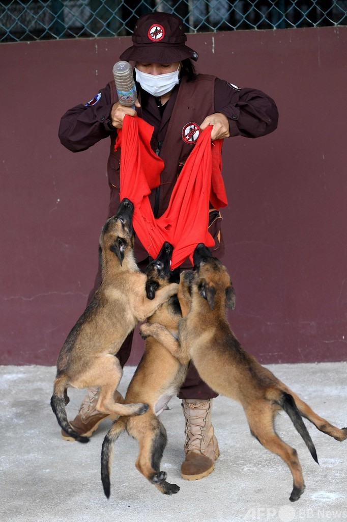 コロナ探知犬を目指して訓練中、カンボジア