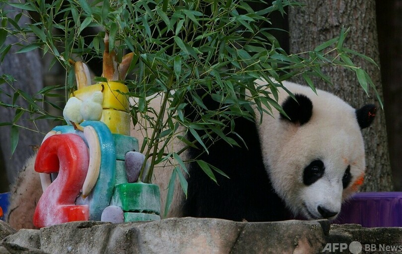 米首都のパンダ2歳に 特製ケーキでお祝い