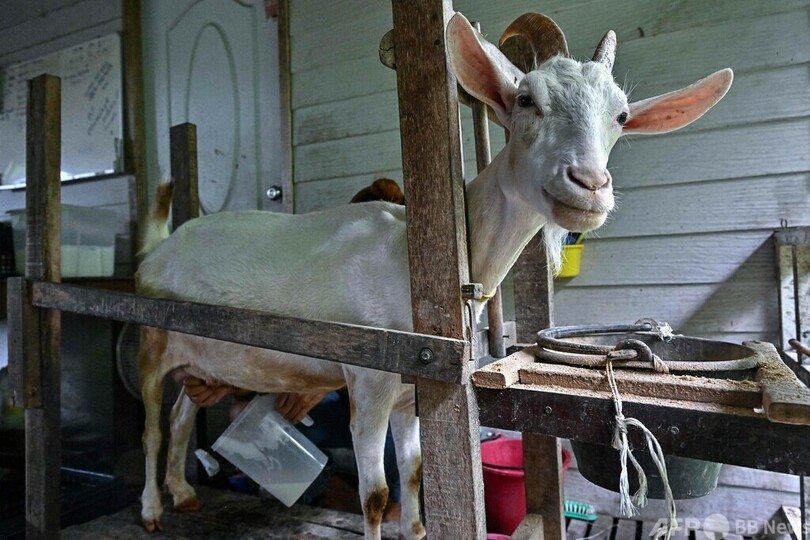 乳製品はほとんど食べたことなかった 南国タイのチーズ職人