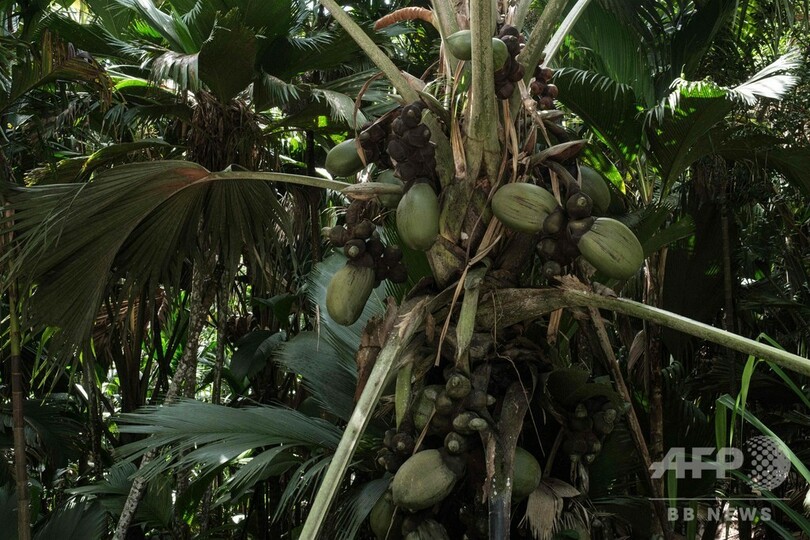 世界最大の種子を持つセーシェルのヤシ、意味ありげな形で数々の神話