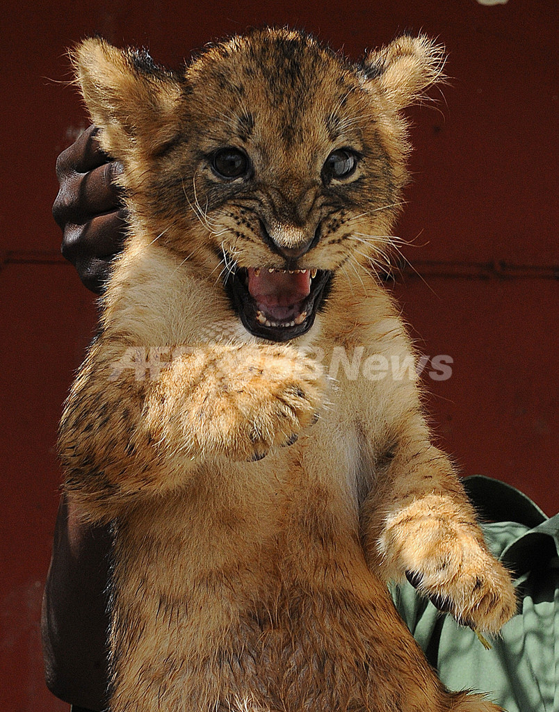 母親失った双子の赤ちゃんライオン、乱開発の被害者 ケニア