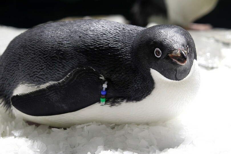 うちの子は元気かな？ アデリーペンギンの赤ちゃんすくすく成長 メキシコ