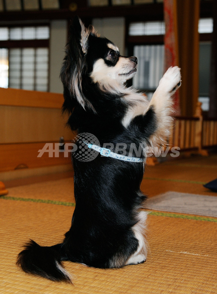 お寺のチワワが合掌のポーズ、沖縄で人気者のコナン君