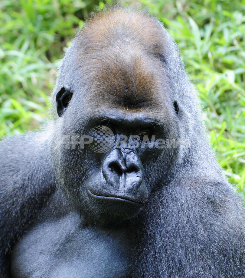 生後7か月の赤ちゃんゴリラ、好物はチェリートマト