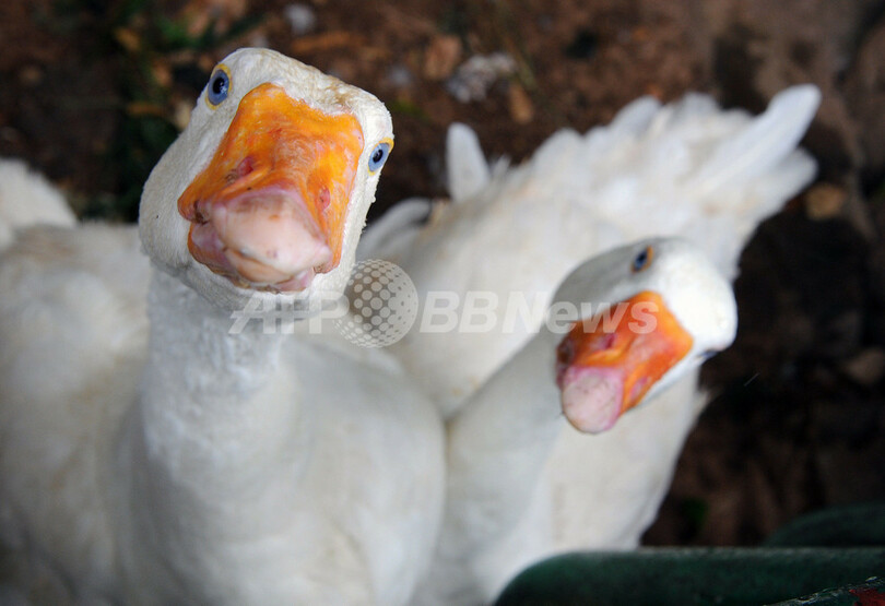 カリブ海諸島の動植物園にオモシロ動物が集合
