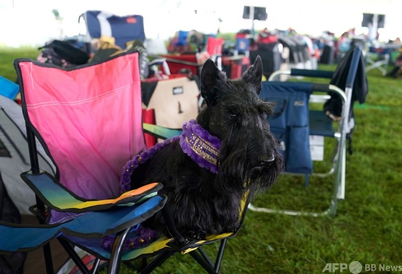 どの犬も全力疾走 米伝統のドッグショーで障害物競走