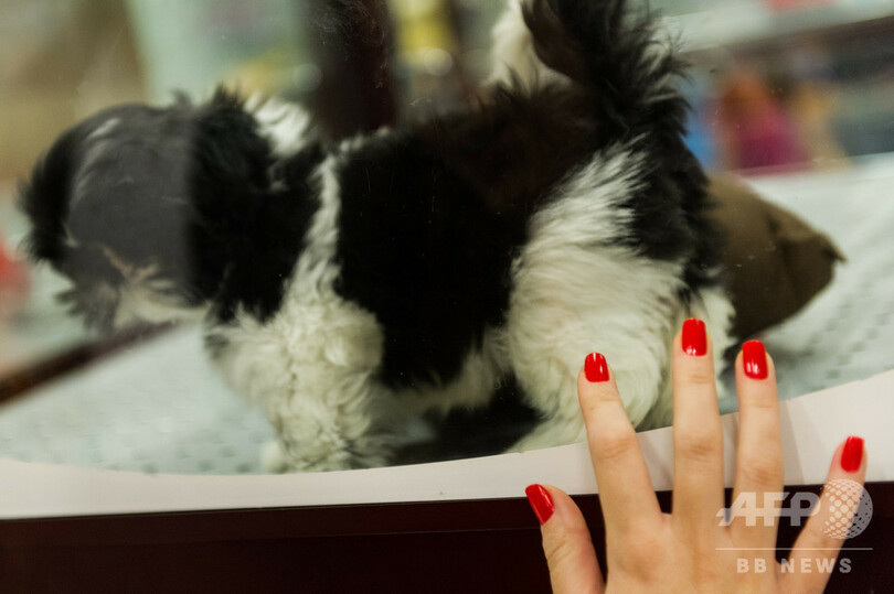 英、子犬や子猫の販売禁止へ 劣悪な飼育環境を問題視