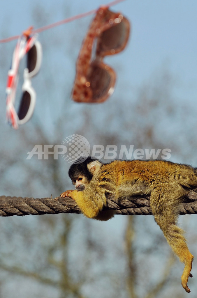 サングラス取っちゃだめ！英動物園でリスザルの「手癖」直す試み