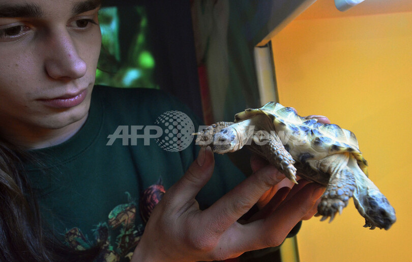 頭が2つあるカメを展示、ウクライナの博物館