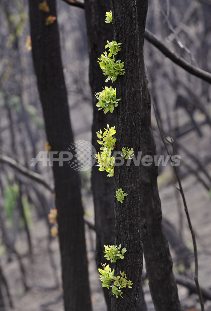 焼け跡から緑の若芽、豪山火事の山林地帯