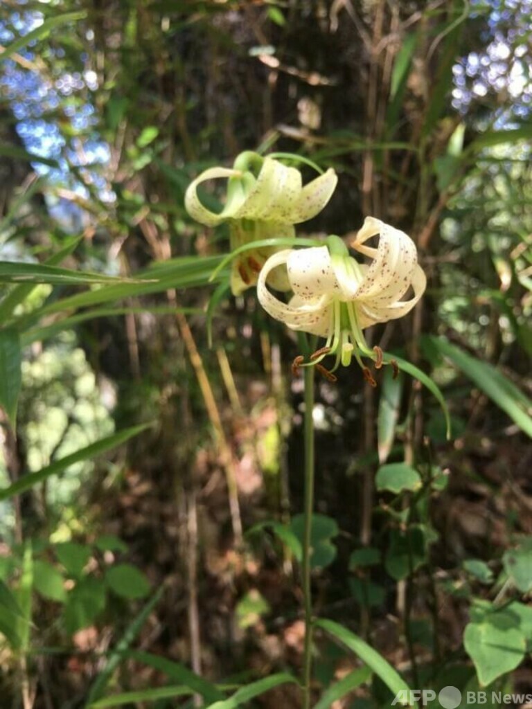 中国の絶滅危惧植物「緑花百合」、南西部の重慶市で確認