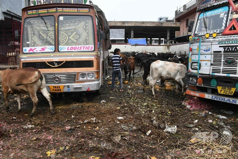 人が消えた街をサルやゾウが占拠、遺棄され餓死する馬も インド