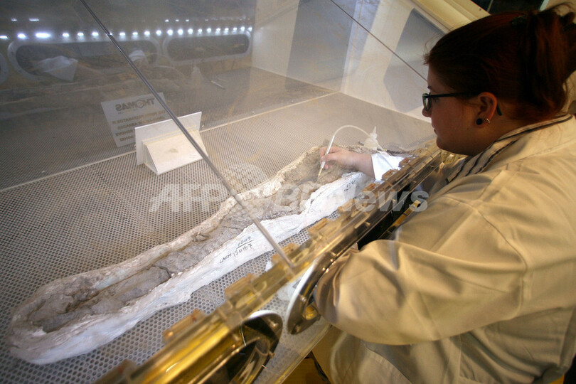 6600万年前のT・レックスの化石、ロサンゼルスで組み立て作業進む