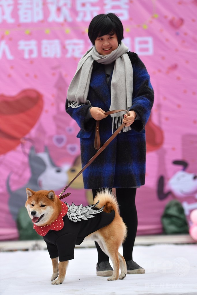 戌（いぬ）年の主役たちがランウェイに　成都でファッションショー開催