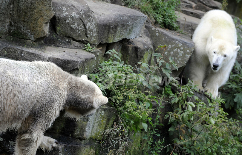 クヌート、ガールフレンド候補ジャンナと同居中