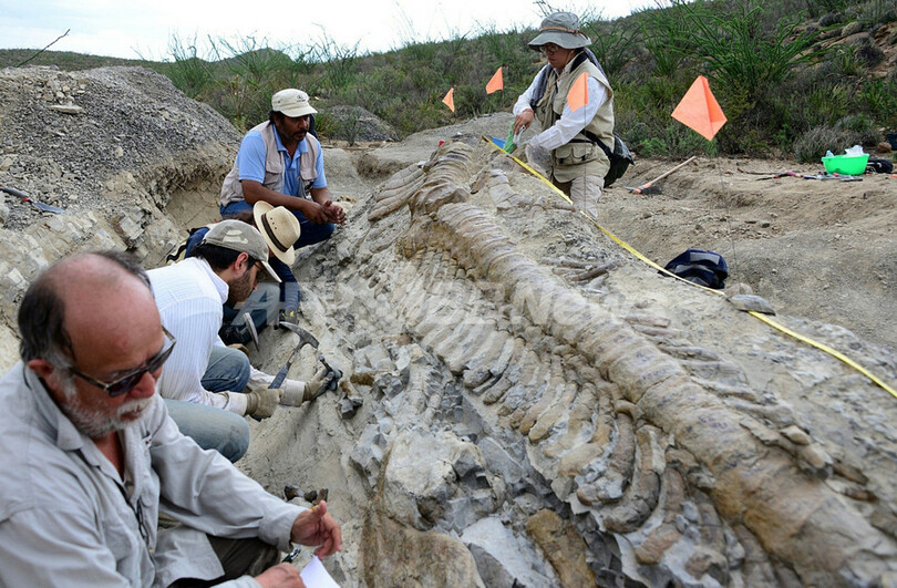 恐竜の尻尾の化石、完全な形で発見 メキシコ