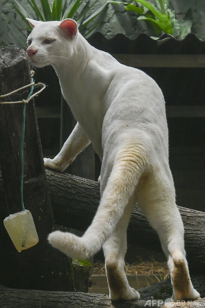 アルビノのネコ科動物、種はまだ分からニャい 南米コロンビア