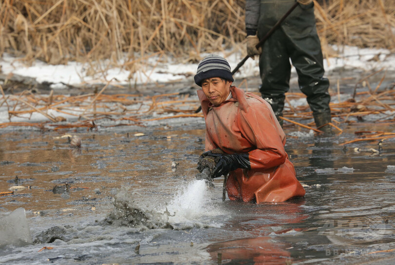 「レンコン掘りのプロ」が活躍、真冬の収穫期　中国・山東省