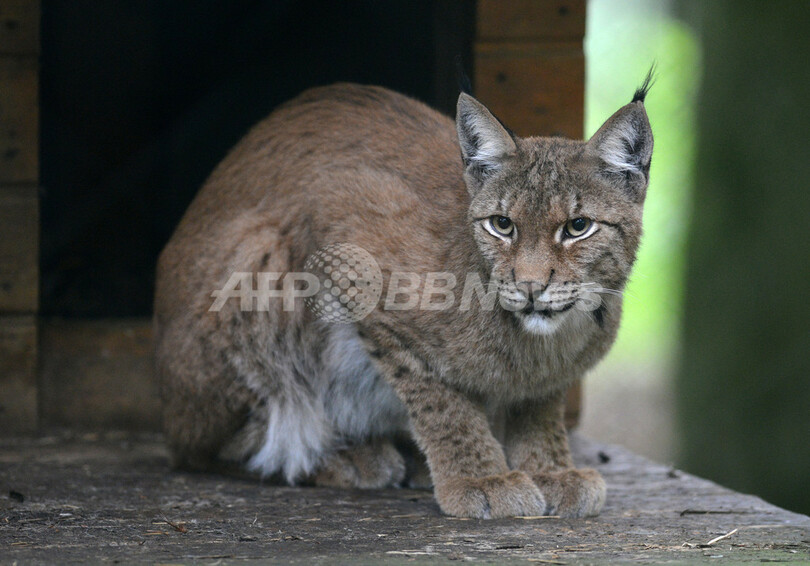やんちゃです、オオヤマネコの赤ちゃん ドイツ