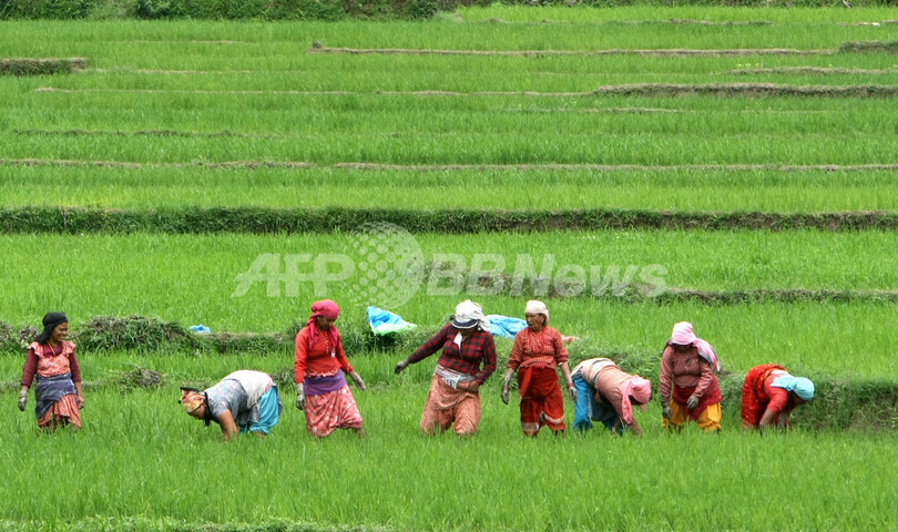 ネパールの「田植えの日」、泥かけ合ってお祝い