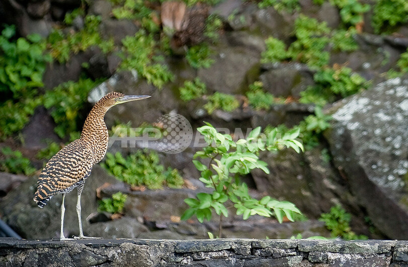 ニカラグア最大のコシボルカ湖、子どもや動物たちの遊び場