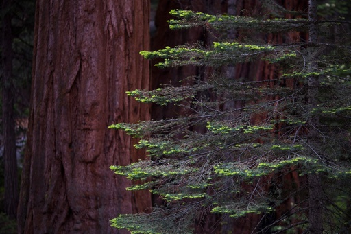 珪化木 メタセコイヤ アメリカ カルフォルニア産 φ890×t45mm 樹齢3000