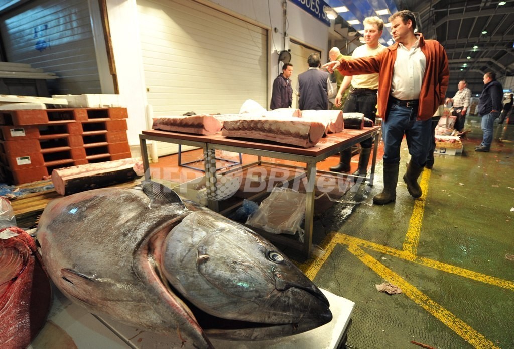 東南アジアの海でマグロ乱獲の危機、WWF 東南アジアの海でマグロ乱獲の危機、WWF