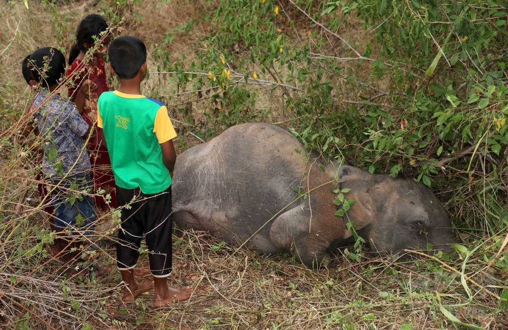 ゾウ4頭死ぬ、旅客列車と衝突 スリランカ ゾウ4頭死ぬ、旅客列車と衝突 スリランカ
