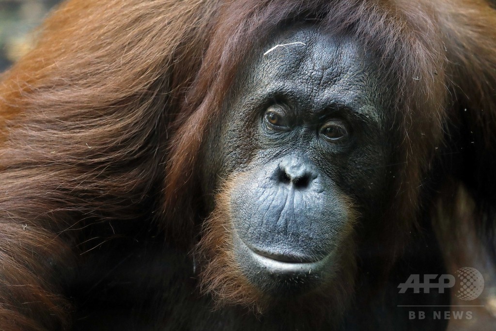 オランウータン向け「出会い系アプリ」 オランダで実験 オランウータン向け「出会い系アプリ」 オランダで実験