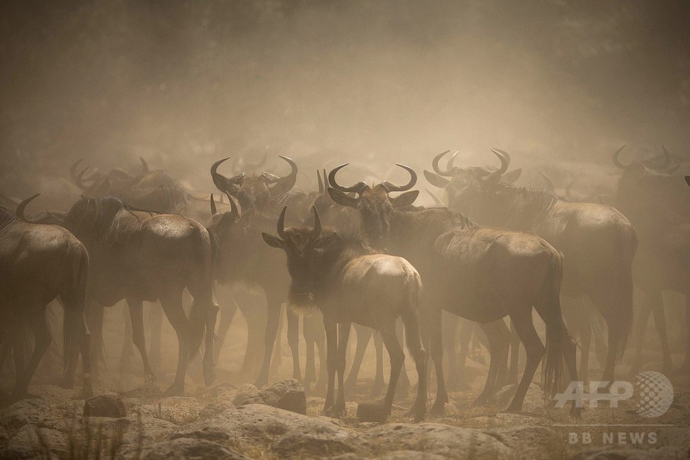 これぞ大自然の驚異！ヌーの大群が大移動 ケニア 写真6枚 国際ニュース：AFPBB News