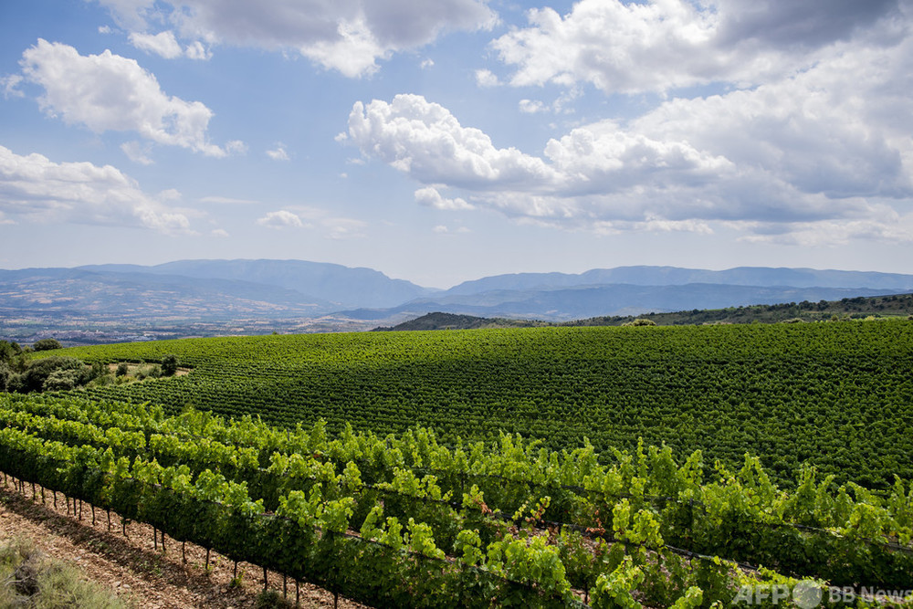 ブドウ畑も高地に避難温暖化で変わるスペインのワイン造り