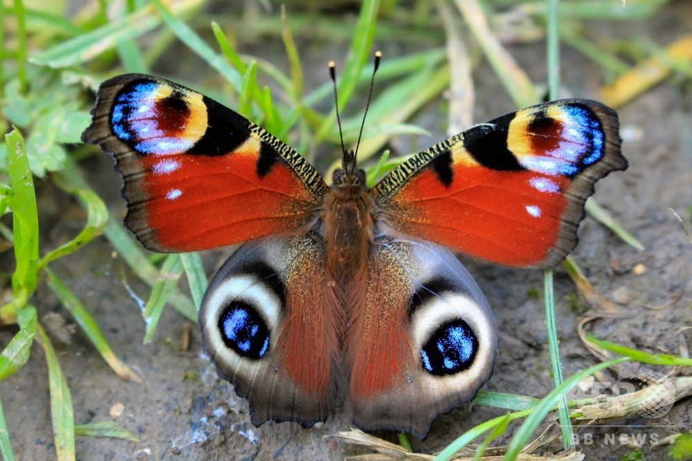 チョウと温暖化、羽に隠された生存の鍵 写真9枚 国際ニュース