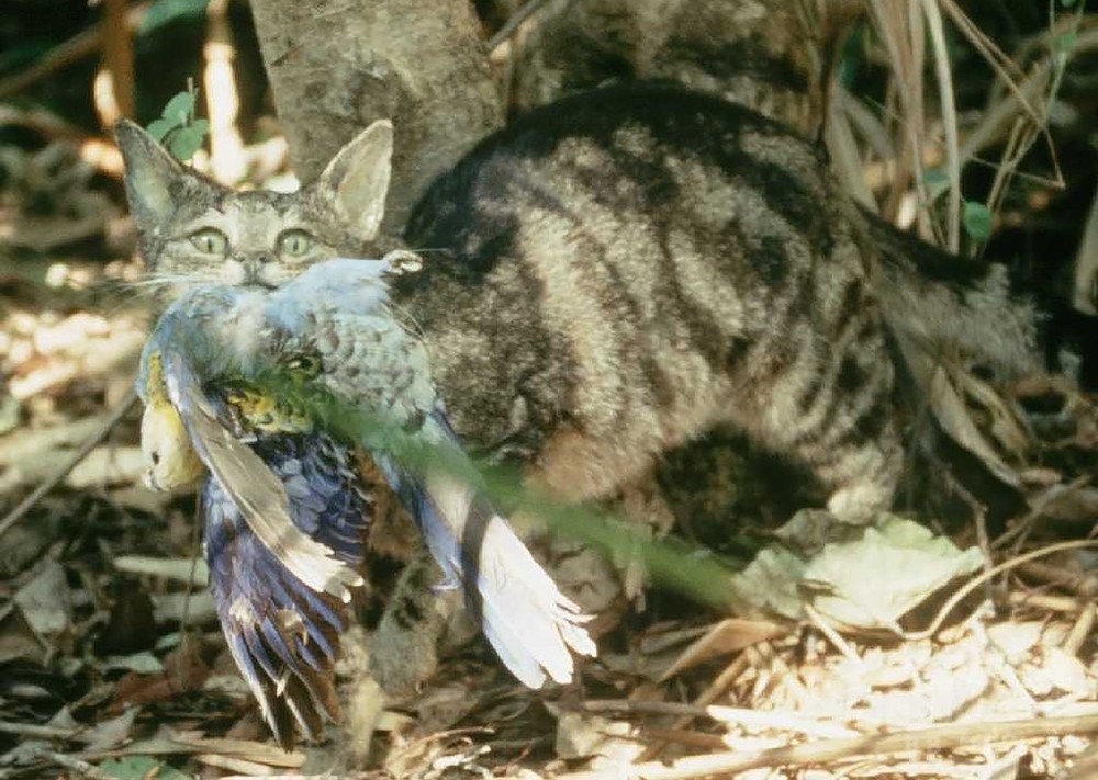 オーストラリアの猫 毎日100万羽以上の鳥を殺す 研究 写真2枚 国際ニュース Afpbb News