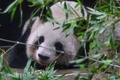 東京の上野動物園で最終観覧日を過ごすジャイアントパンダの「シンシン」（2024年9月28日撮影）。(c)Richard A. Brooks / AFP