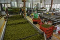 スリランカ・ラトゥナプラの紅茶工場（2021年7月31日撮影）。(c)Ishara S. KODIKARA / AFP