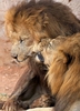 モロッコの首都ラバト（Rabat）のラバト動物園で飼育されるアトラスライオン（2012年9月3日撮影）。(c)AFP/FADEL SENNA