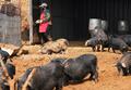 営子村で飼育されているブタ「蔵香猪」（2025年4月15日撮影）。(c)Xinhua News