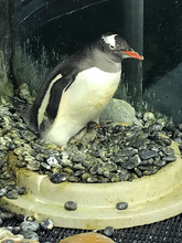 有名なペンギンの「同性カップル」、1羽が死ぬ 豪水族館 写真4枚 国際 