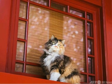 故宮百年】故宮の猫たち――紫禁城を守る「生きた文化財」 写真2枚 国際