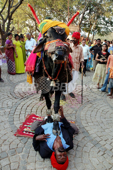 牛鞍　祭礼　お祭り インド南部の収穫祭、牛に踏まれる曲芸も 写真2枚 国際ニュース：AFPBB