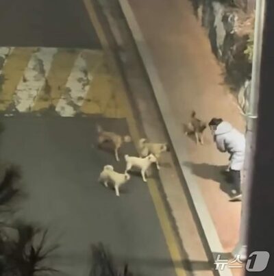 市街地で野犬5～6匹が女性を追走…韓国・マンション周辺に不安拡大