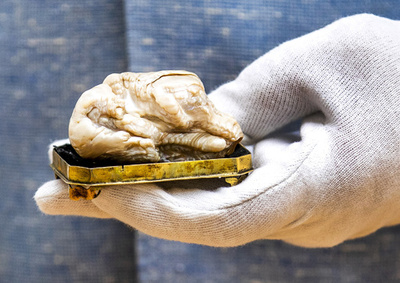 世界最大の淡水真珠「眠れる獅子」、日本人が4100万円で落札