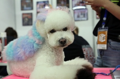 北東アジア国際ペット展、瀋陽で開催