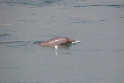 一週間で2頭のスナメリが死ぬ、揚子江の湖南・湖北流域で