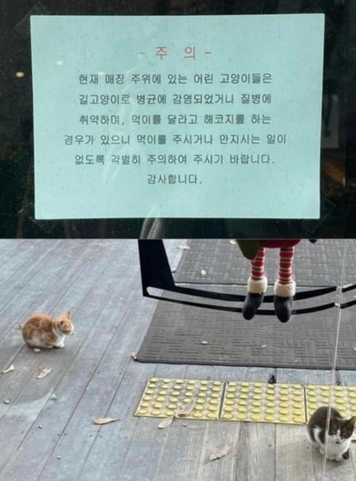 炎上した韓国のカフェの案内文「そこの子猫に触るな。病気感染・危害の恐れがある」