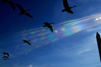 渡り鳥は栄養価の高い果実を知っている、米大研究