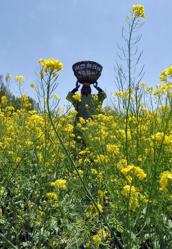 マスタード花盛り、インド・カシミール地方