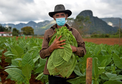 コロナ禍で観光地から「農地に戻る」 キューバ・ビニャーレス