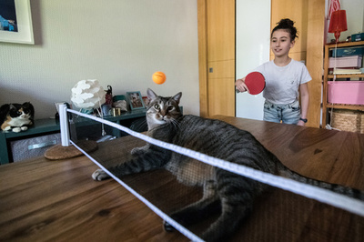 【今日の1枚】ニャンコも参戦!? 自宅で卓球