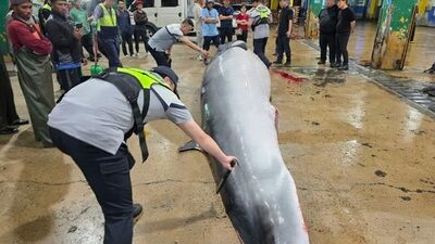 韓国・蔚山沖でミンククジラ混獲、約780万円で落札